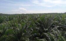 Oil Palm Land - Tasek Gelugor , Seber...
