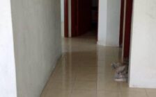 For Rent Taman Dato'Syed Abbas Jelutong 11...