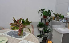 Island Glades, 1/S Terrace @ Lorong Delima, Greenlane...