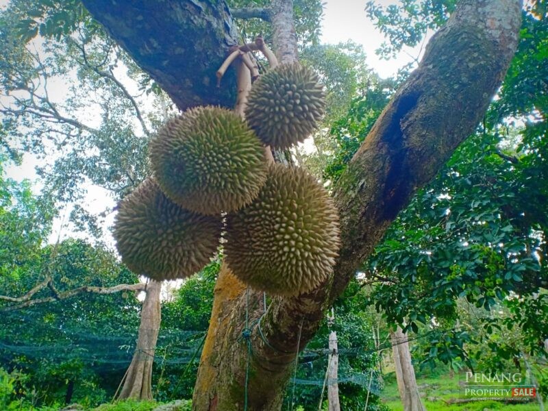 Balik Pulau Durian farm orchard
